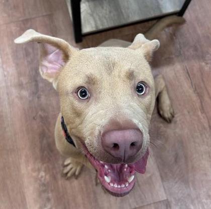 Enlarge Herman, a Adoptable mixed breed in Savannah, GA image 2/2