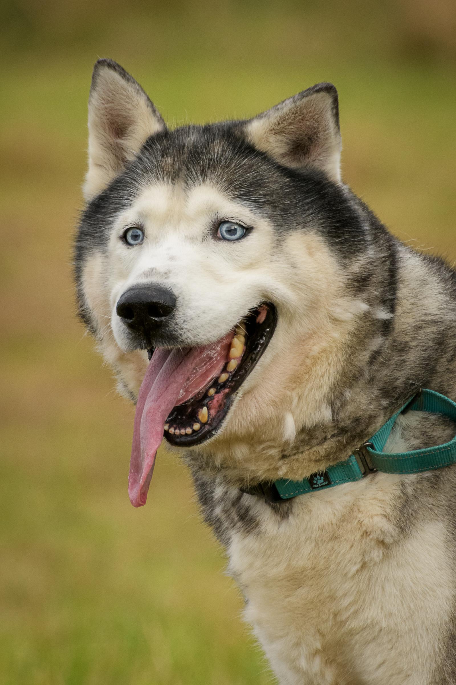 Enlarge Lobo, a Adoptable Siberian Husky in Quakertown, PA image 2/6
