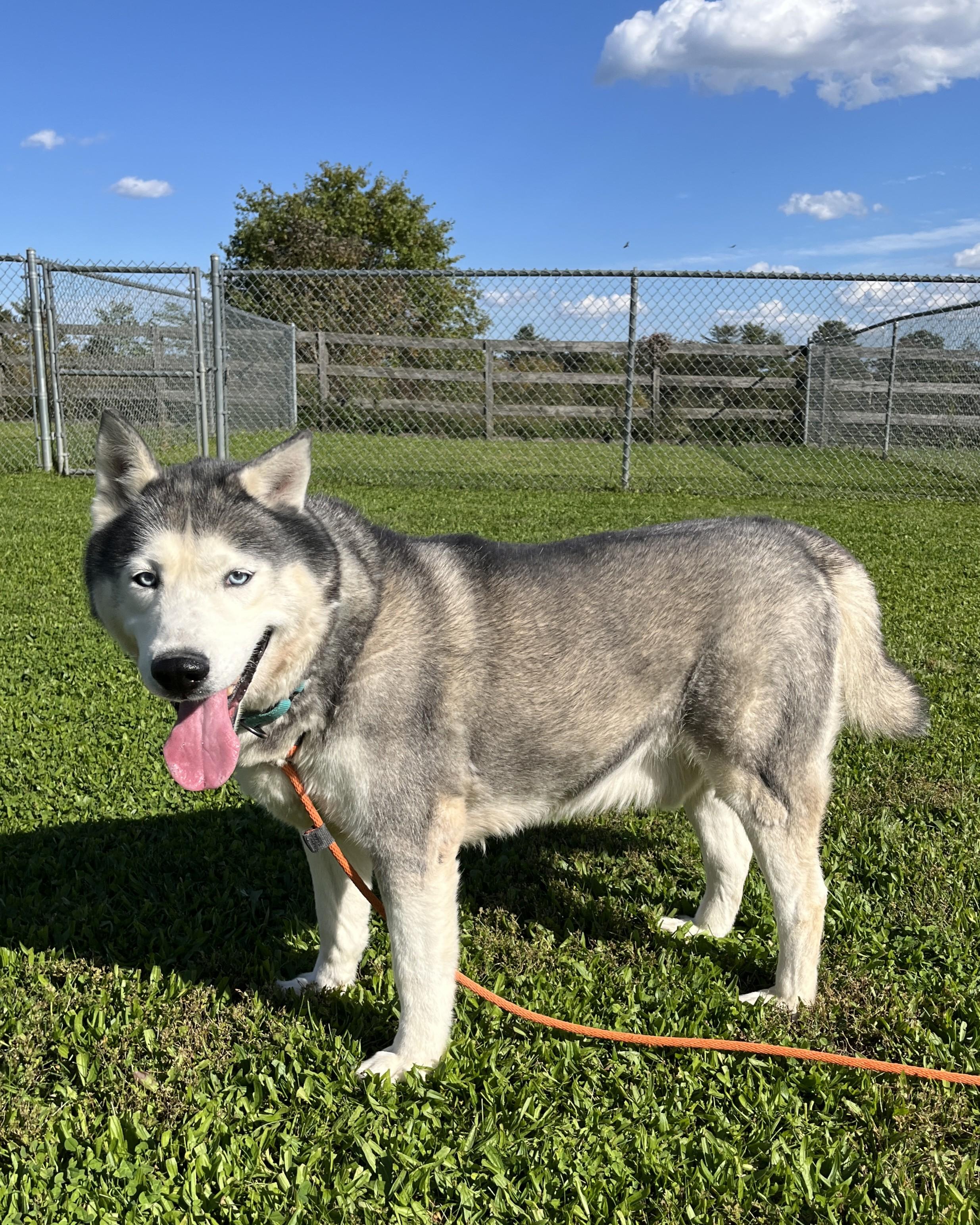 Enlarge Lobo, a Adoptable Siberian Husky in Quakertown, PA image 5/6