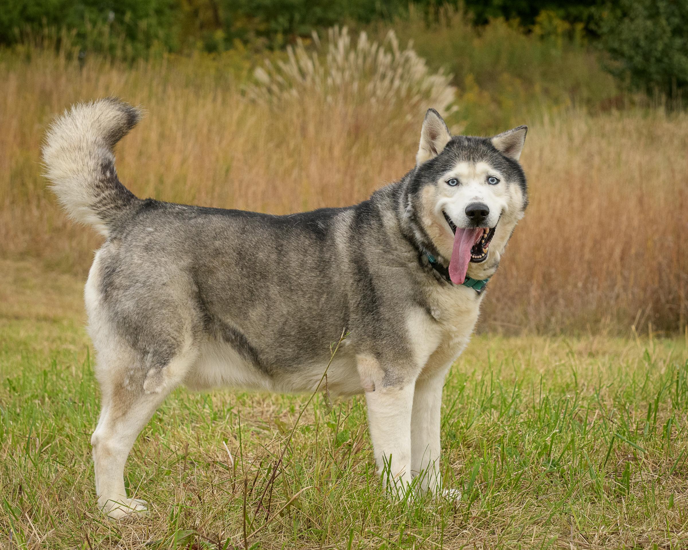 Enlarge Lobo, a Adoptable Siberian Husky in Quakertown, PA image 3/6