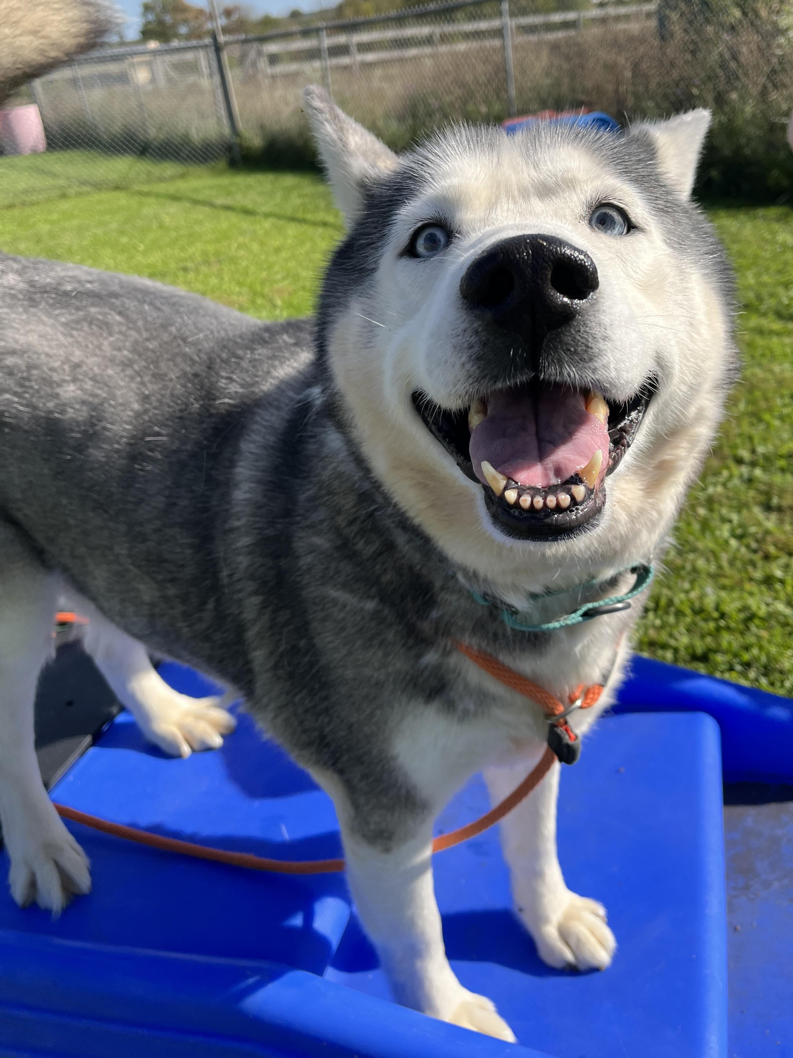 Enlarge Lobo, a Adoptable Siberian Husky in Quakertown, PA image 6/6