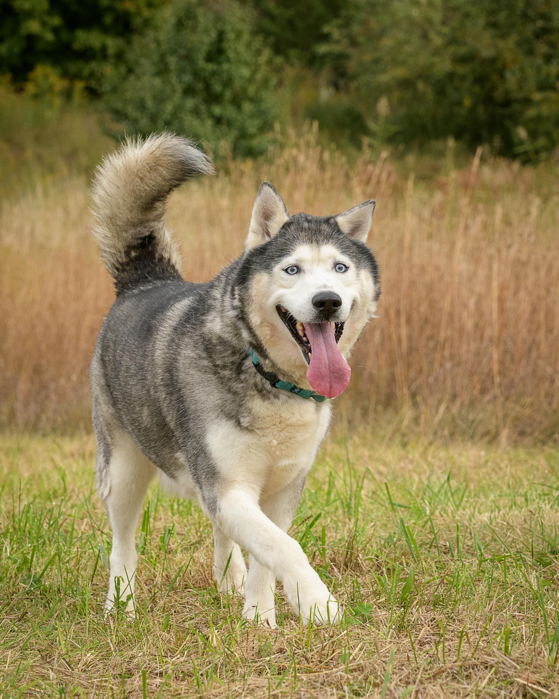 Lobo, Adoptable, Senior Male Siberian Husky.