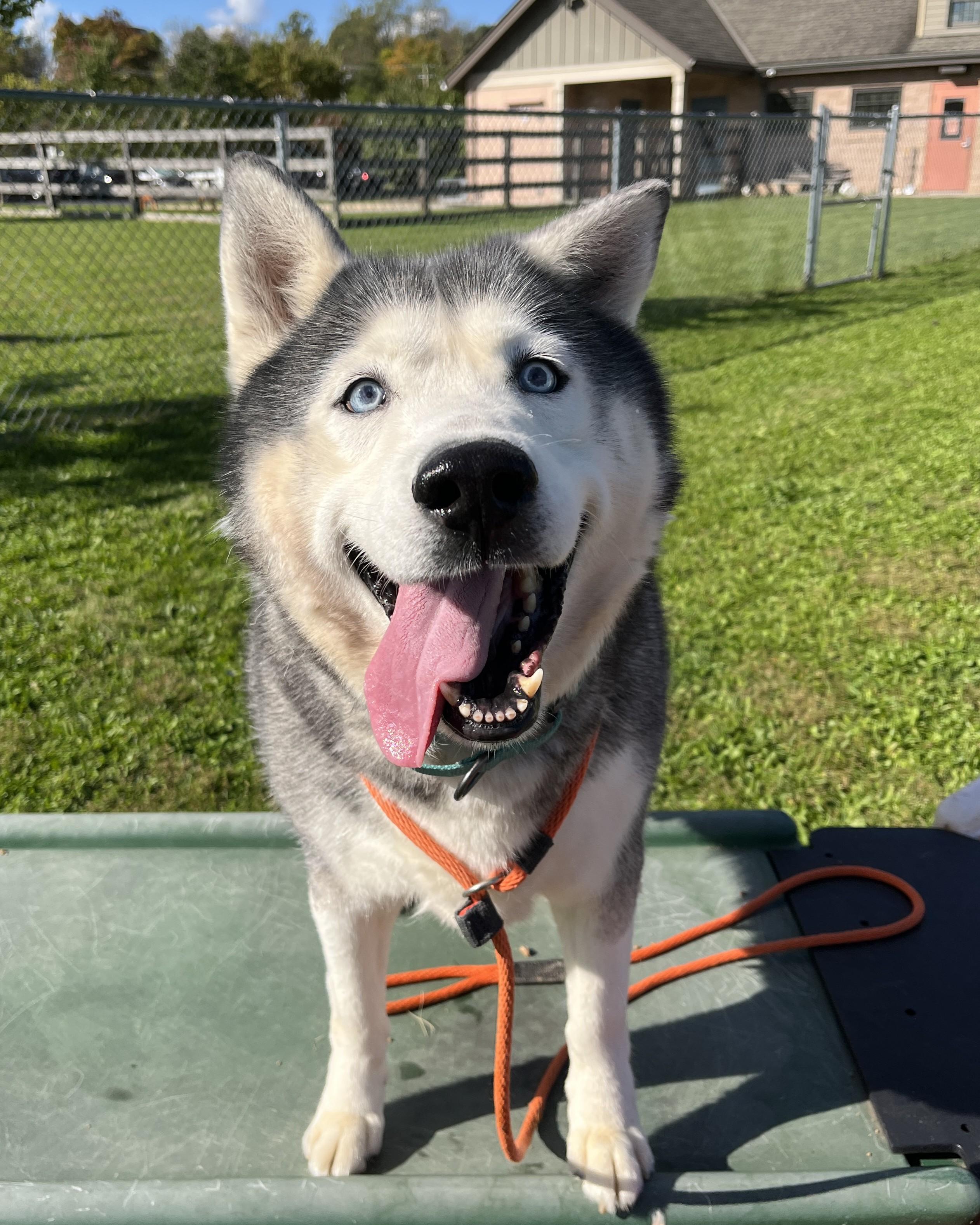 Enlarge Lobo, a Adoptable Siberian Husky in Quakertown, PA image 4/6