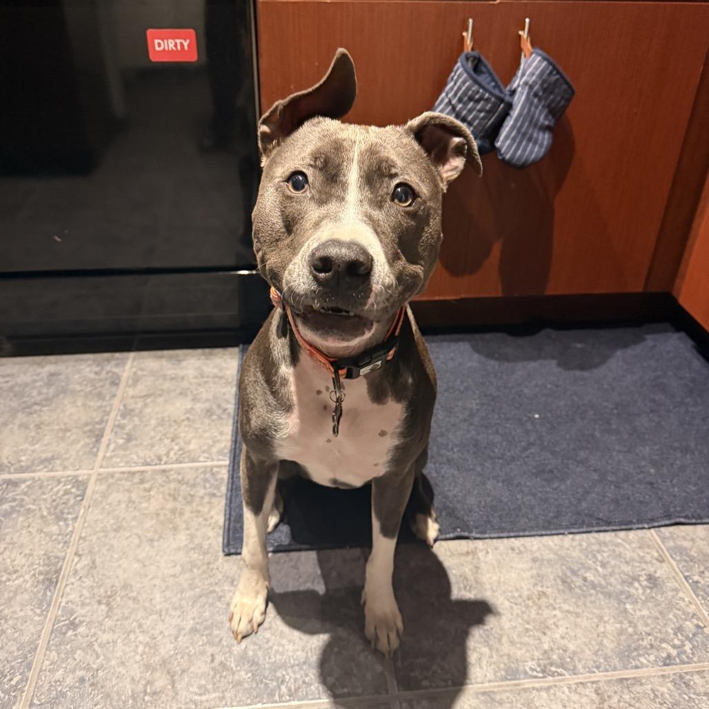 Cameron, Adoptable, Adult Male Pit Bull Terrier.