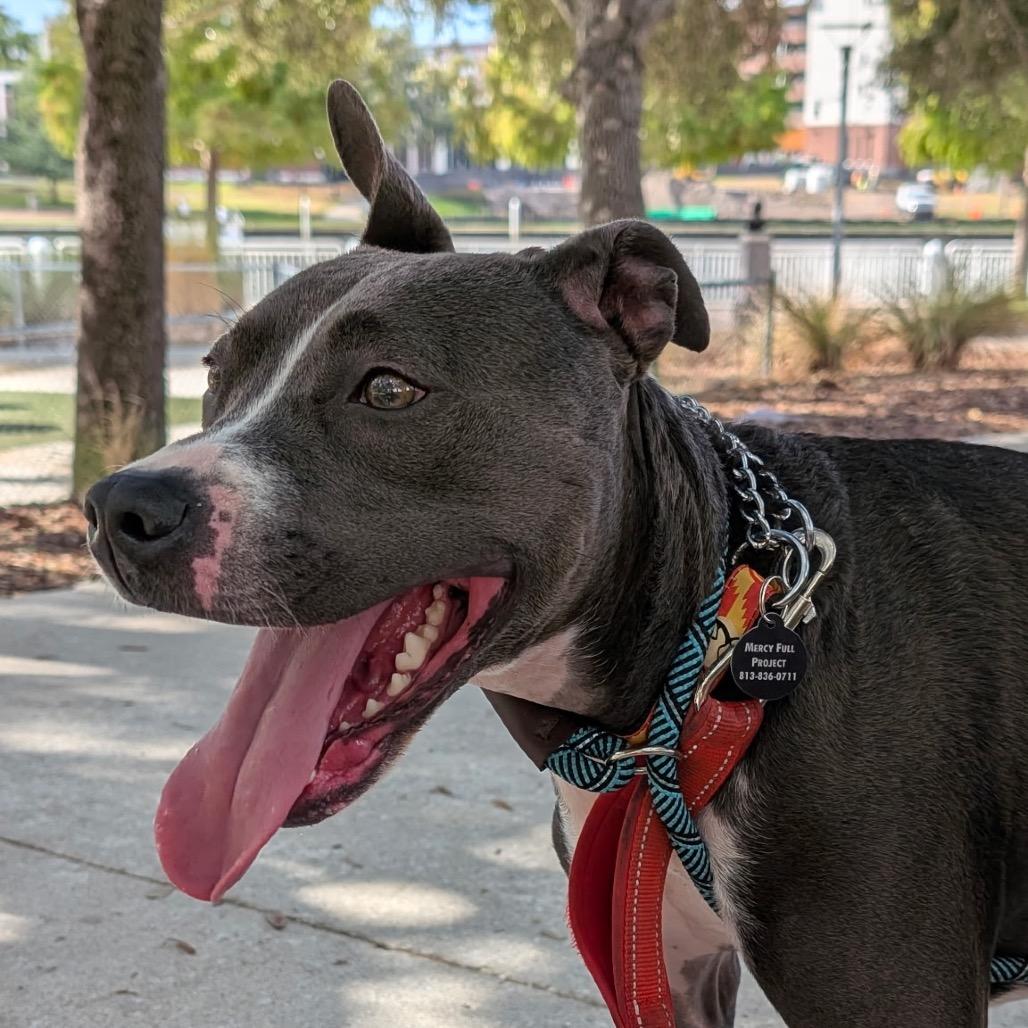 Enlarge Cameron, a Adoptable Pit Bull Terrier in Tampa, FL image 2/5