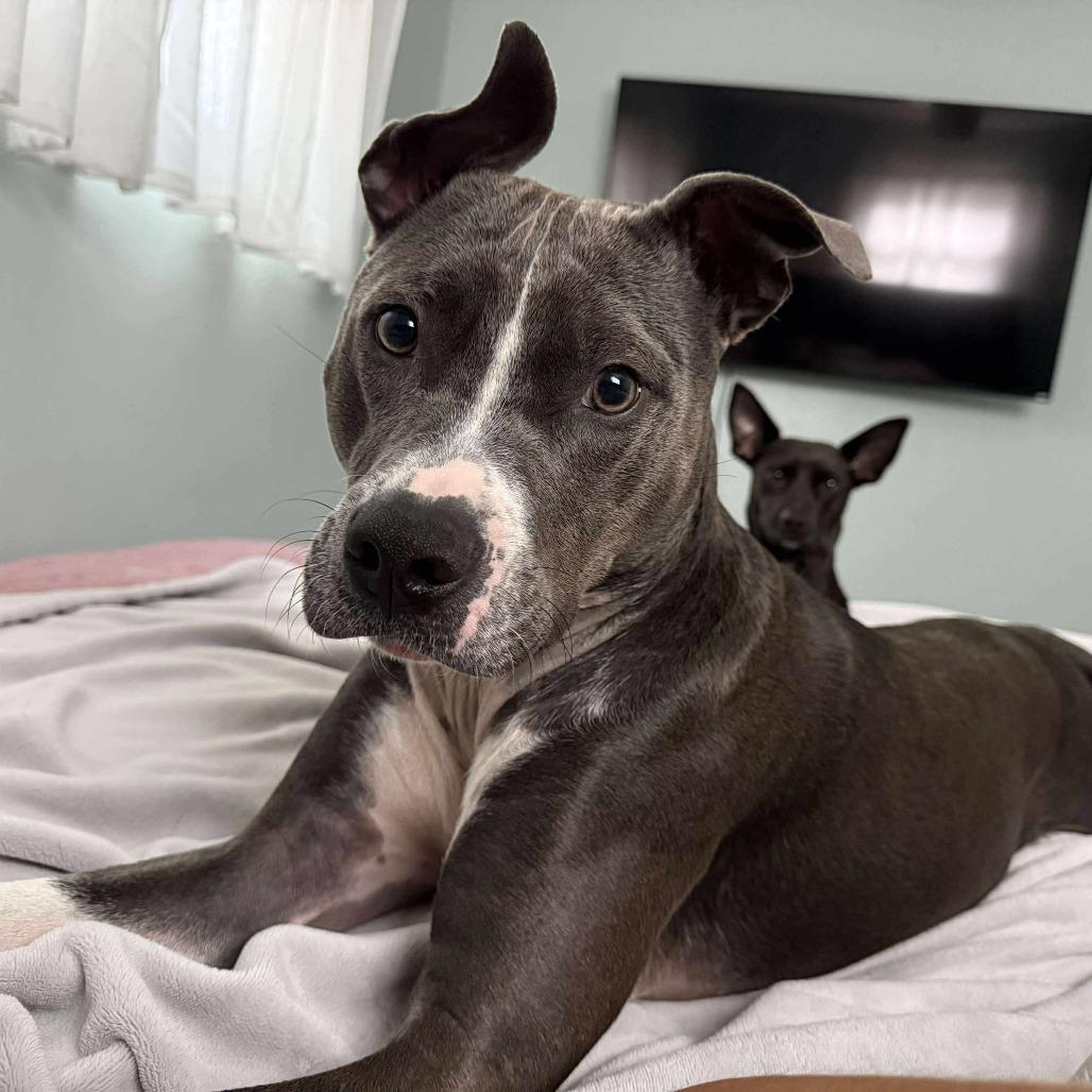 Enlarge Cameron, a Adoptable Pit Bull Terrier in Tampa, FL image 3/6