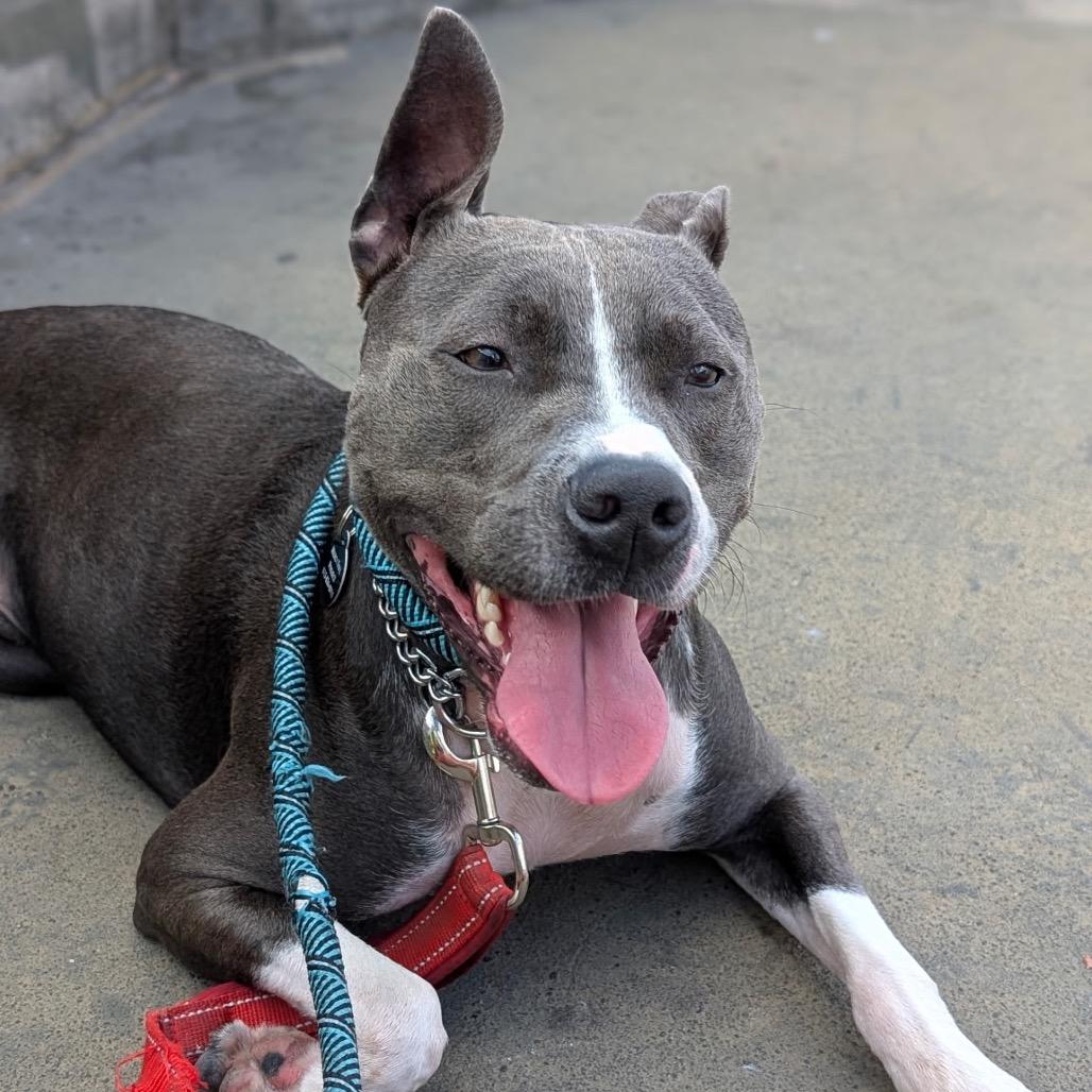 Enlarge Cameron, a Adoptable Pit Bull Terrier in Tampa, FL image 3/5