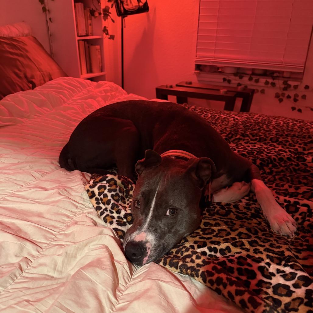 Enlarge Cameron, a Adoptable Pit Bull Terrier in Tampa, FL image 4/5