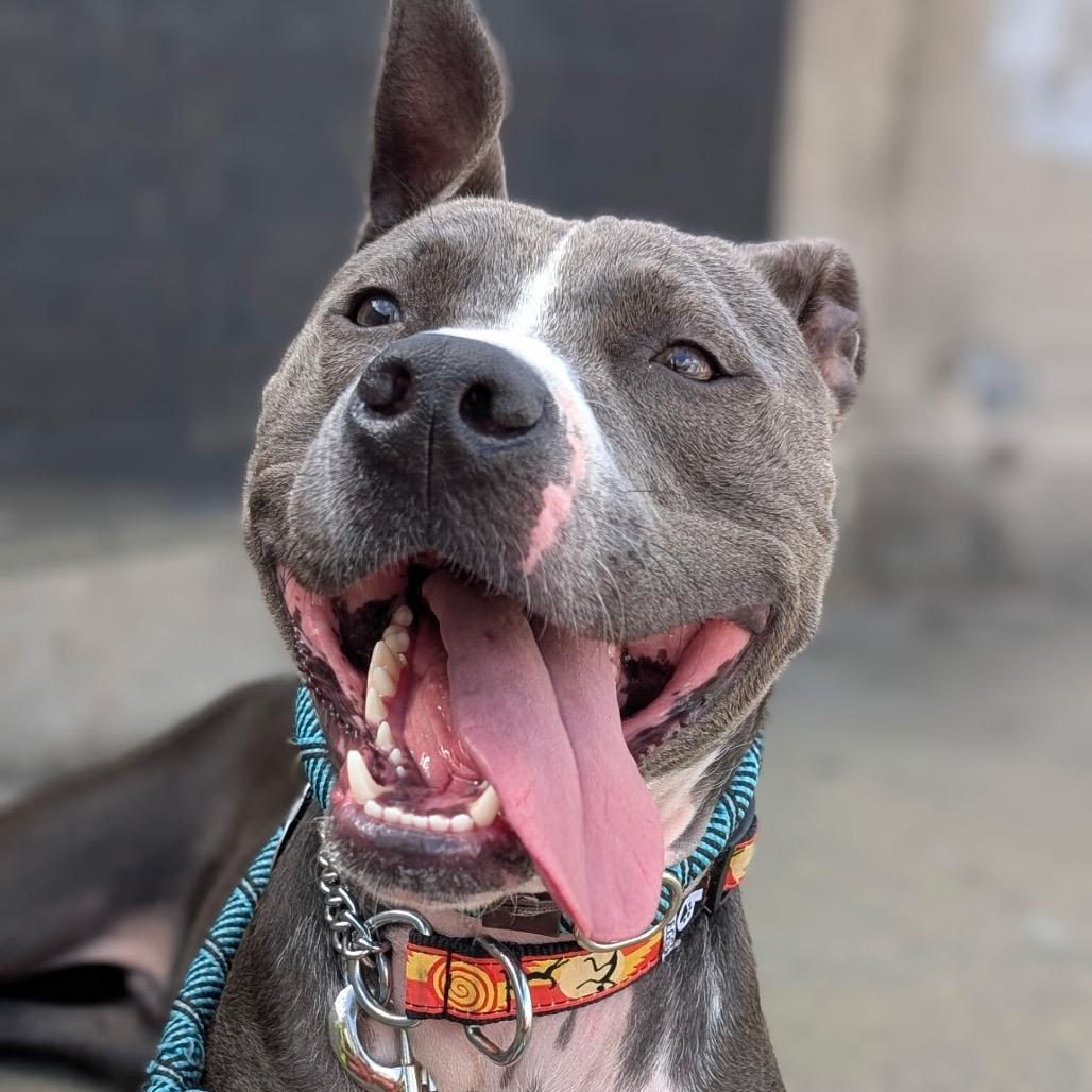 Enlarge Cameron, a Adoptable Pit Bull Terrier in Tampa, FL image 5/5