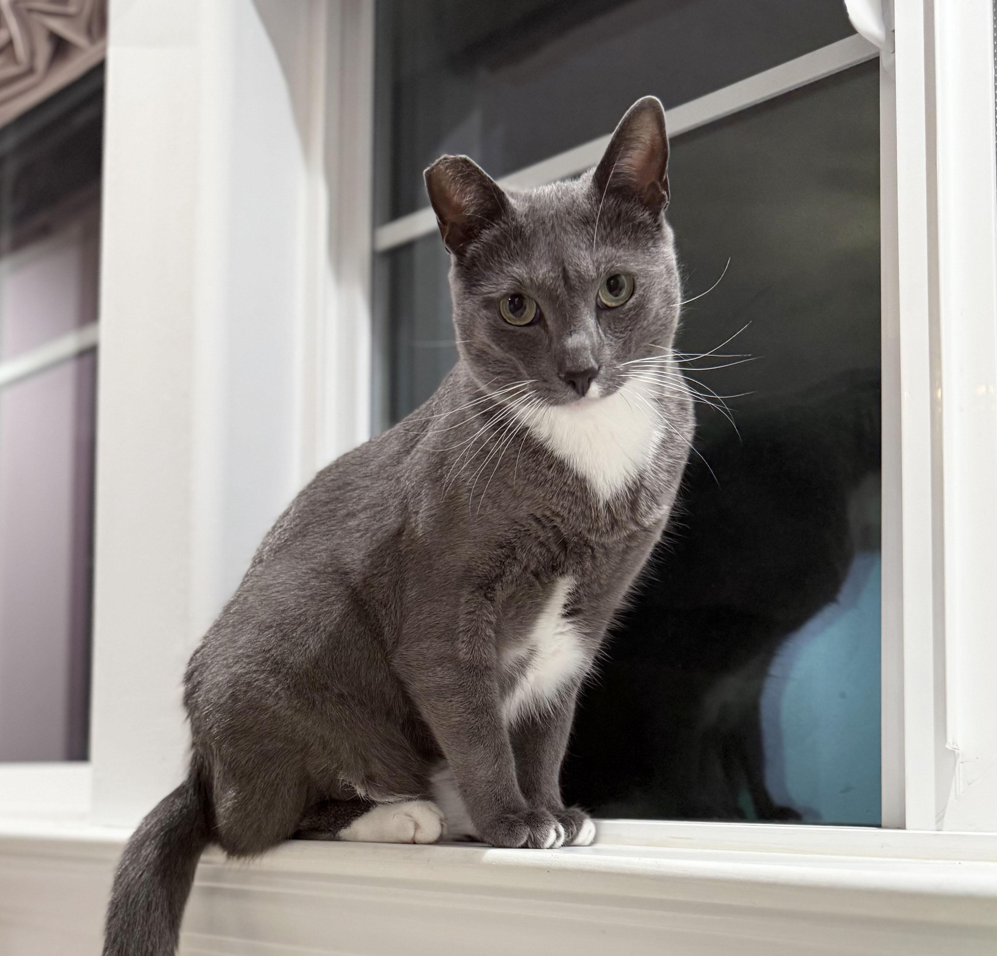 Laurence & Vivian - bonded siblings, Adopted, Young Male Siamese & Russian Blue.