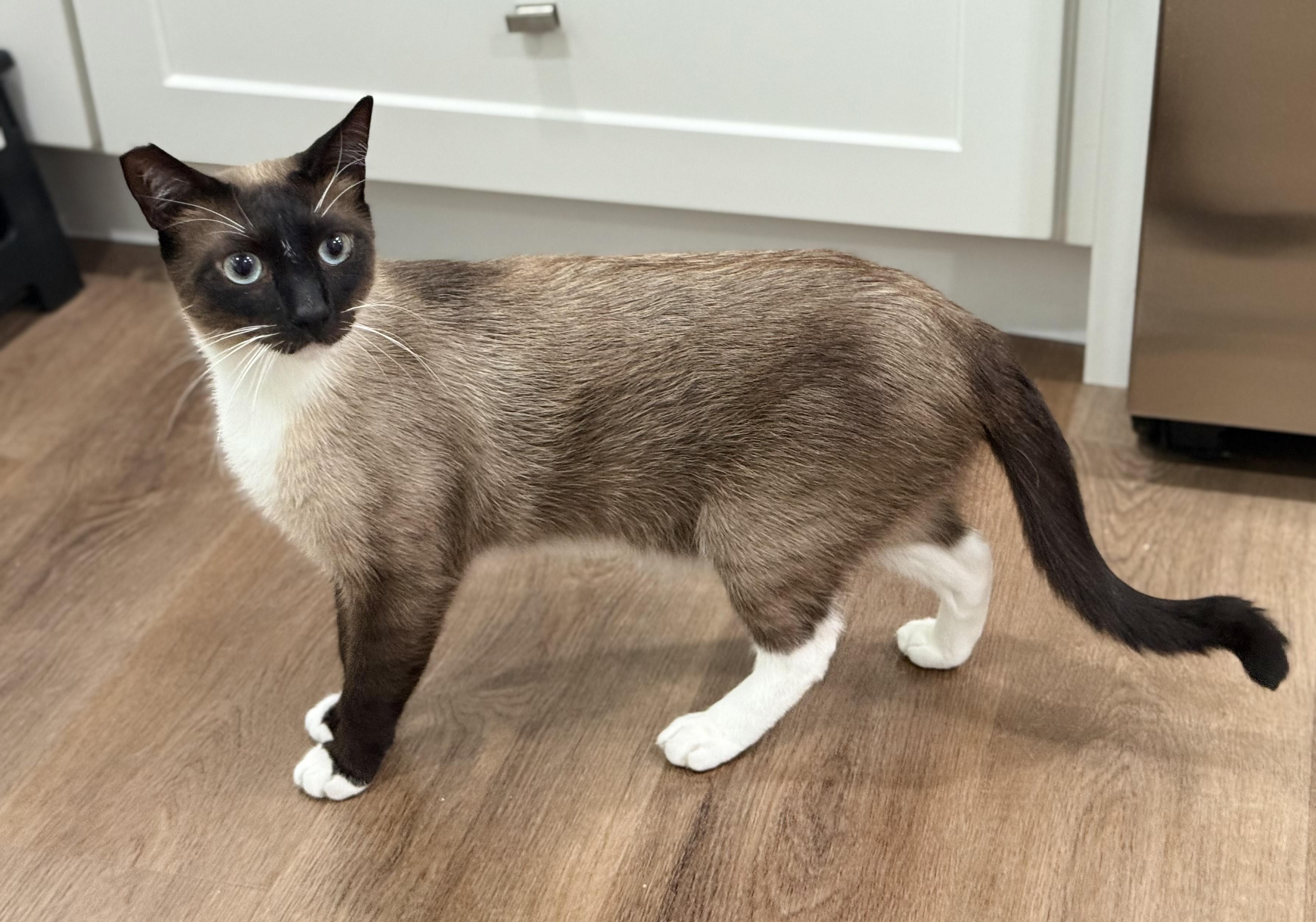 Enlarge Laurence & Vivian - bonded siblings, a Adopted mixed breed in Los Angeles, CA image 2/5