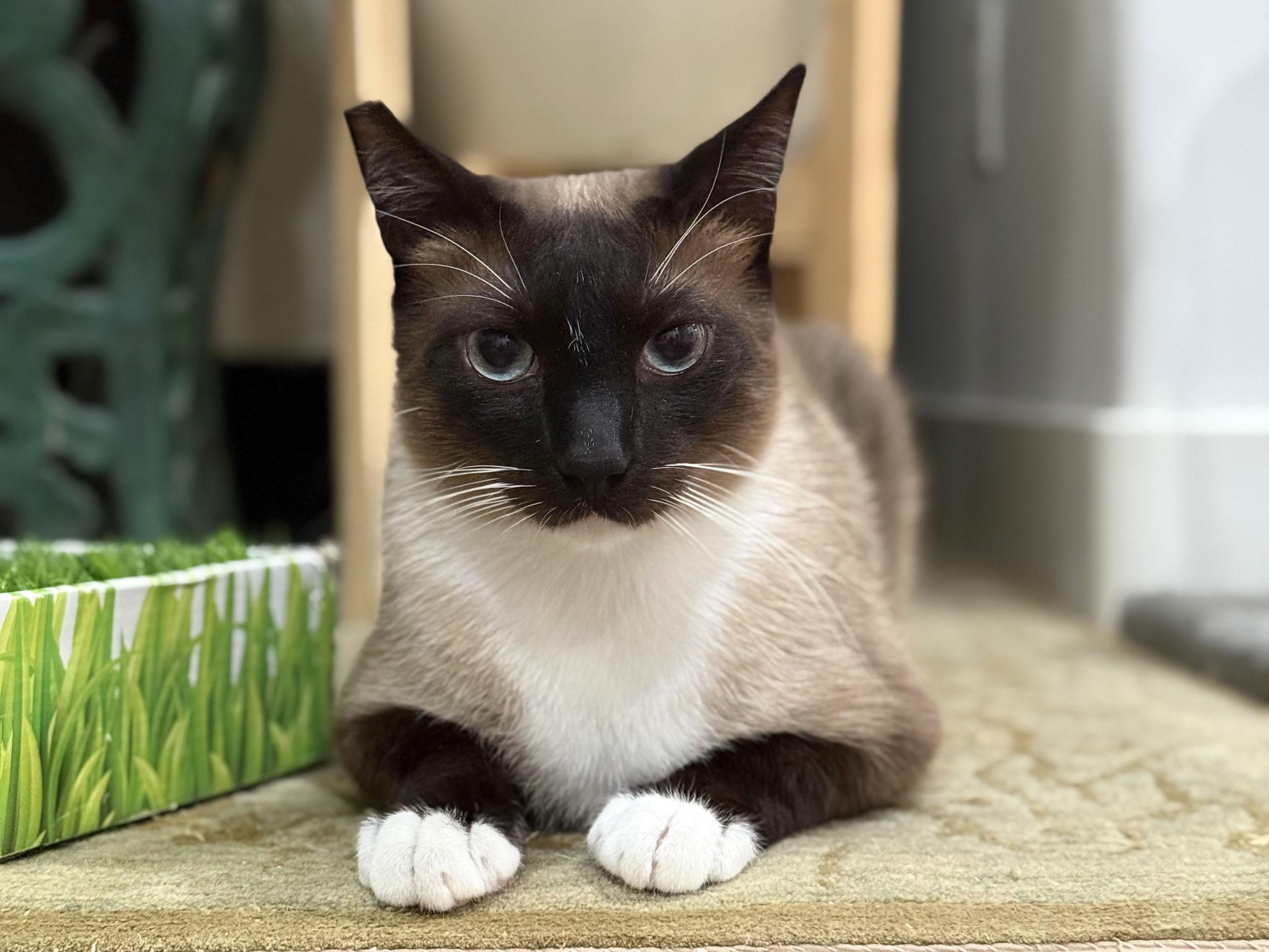 Enlarge Laurence & Vivian - bonded siblings, a Adopted mixed breed in Los Angeles, CA image 3/5