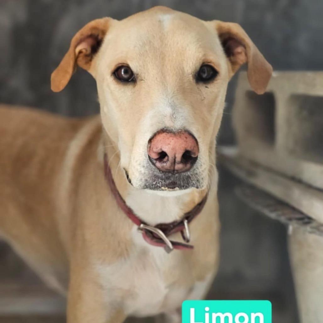 Limon, Adoptable, Adult Male Labrador Retriever & Mixed Breed.