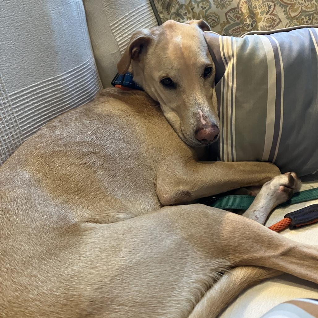 Limon, a Adoptable mixed breed in Northbrook, IL image 2/6