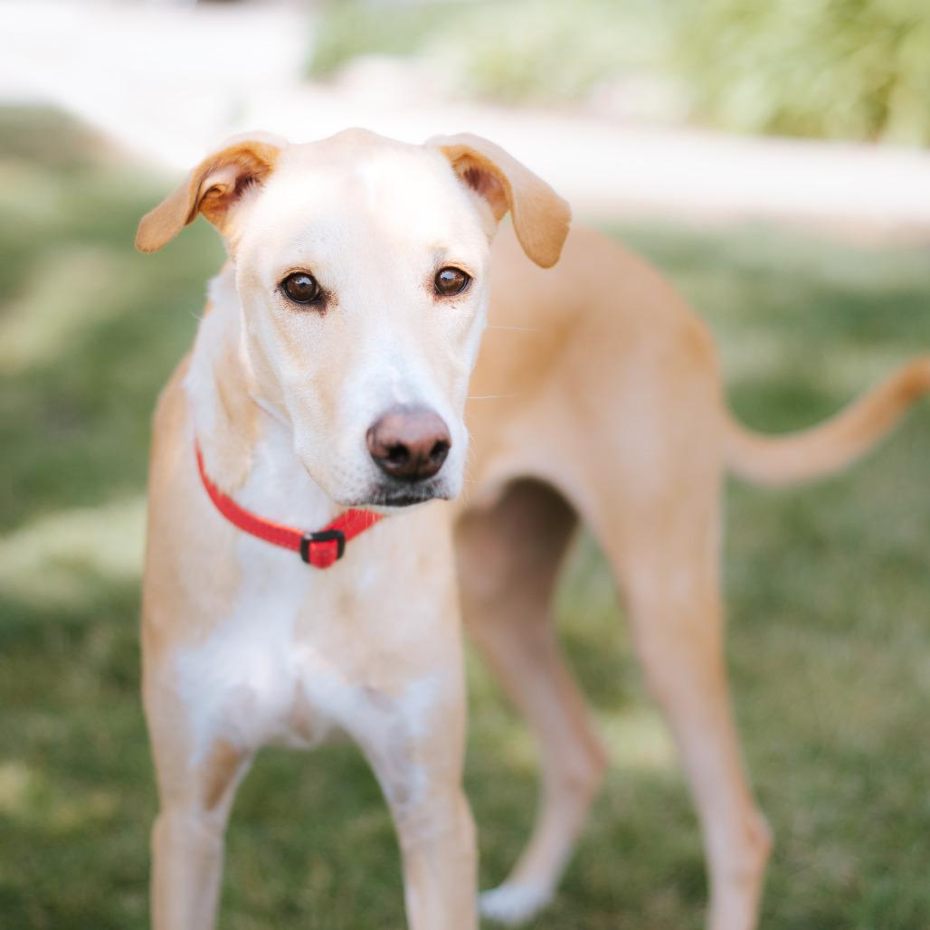 Limon, a Adoptable mixed breed in Northbrook, IL image 3/6