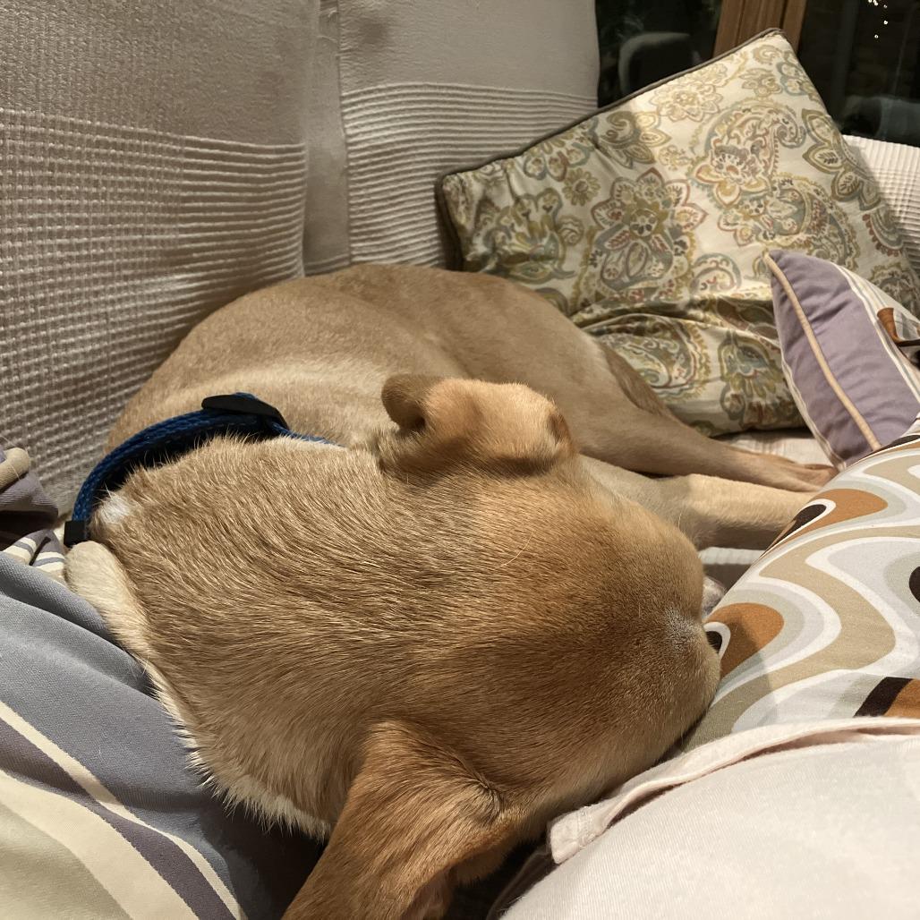 Limon, a Adoptable mixed breed in Northbrook, IL image 5/6