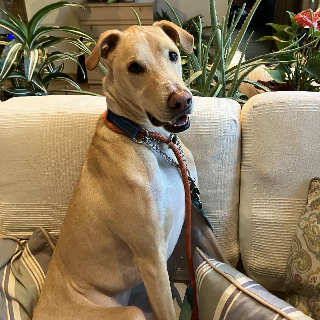 Limon, a Adoptable mixed breed in Northbrook, IL image 6/6