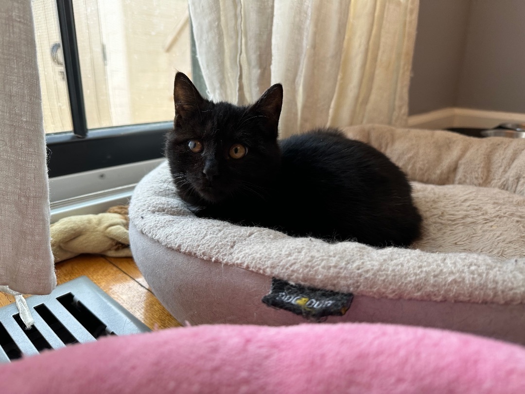 Little Bear , a Adopted Domestic Short Hair in Staten Island, NY image 1/11