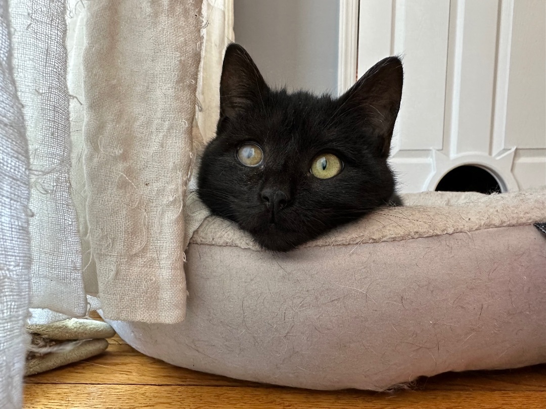 Little Bear , a Adopted Domestic Short Hair in Staten Island, NY image 2/11