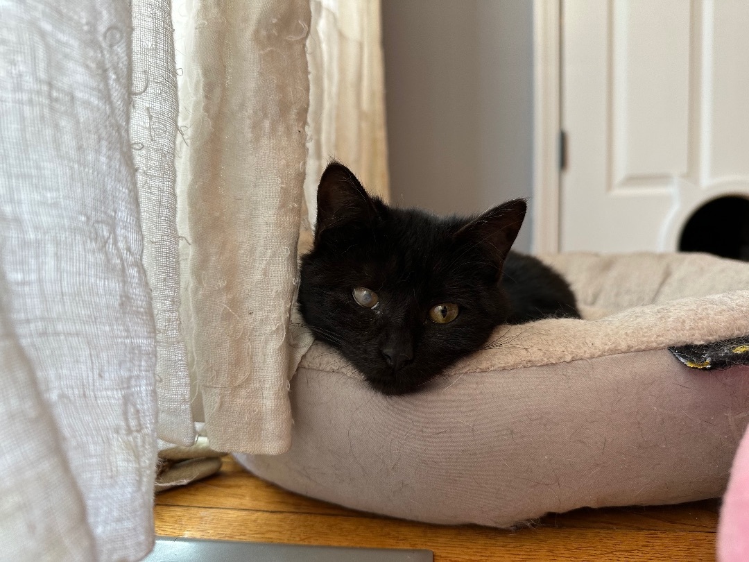 Little Bear , a Adopted Domestic Short Hair in Staten Island, NY image 3/11