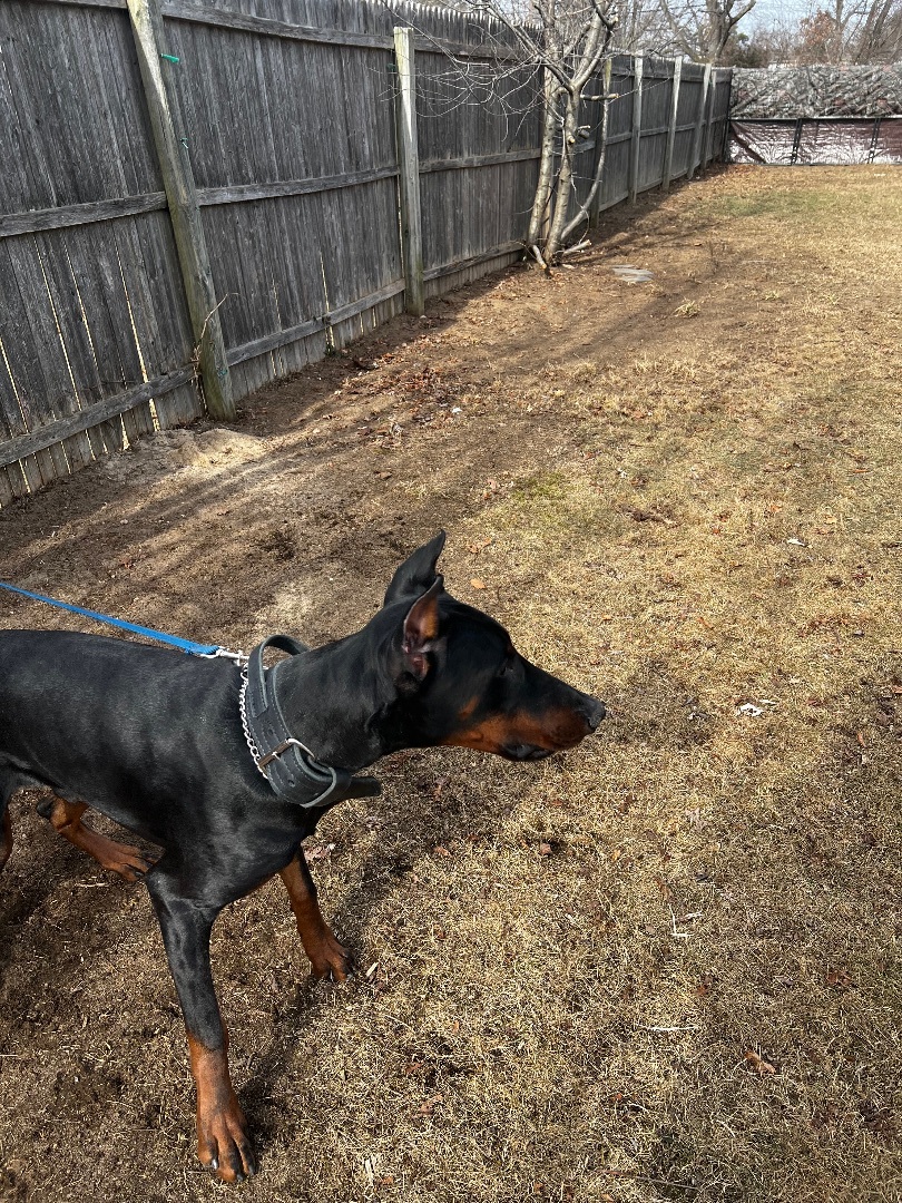 Little Bear , a Adopted Domestic Short Hair in Staten Island, NY image 4/11