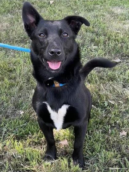 Henry, Adoptable, Adult Male Cardigan Welsh Corgi & Mixed Breed.