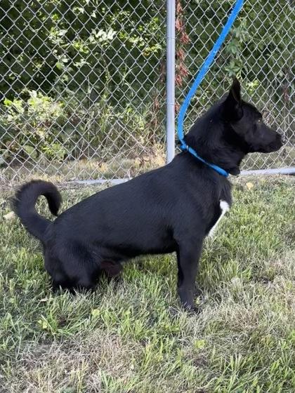 Enlarge Henry, a Adoptable mixed breed in Fergus Falls, MN image 2/3
