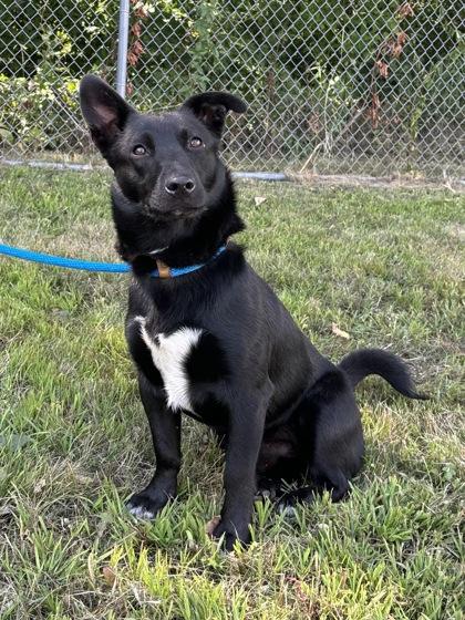 Enlarge Henry, a Adoptable mixed breed in Fergus Falls, MN image 3/3