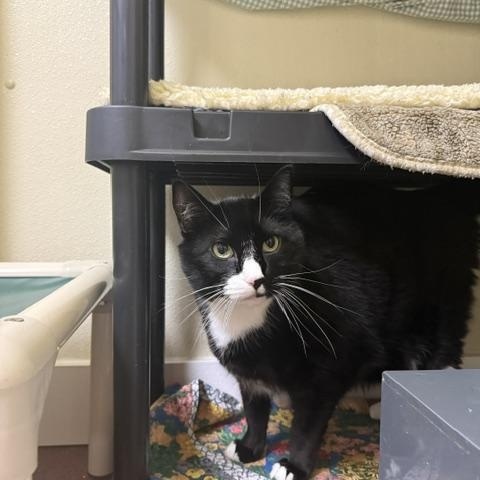 Monroe, ADOPTABLE, Adult Male Domestic Short Hair.