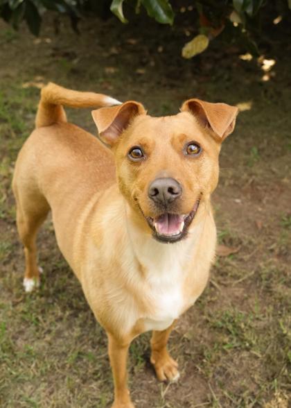 Enlarge Ronin 45164, a Adoptable mixed breed in Aiken, SC image 1/3