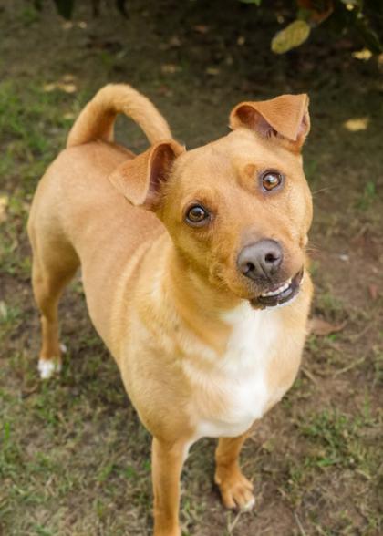 Enlarge Ronin 45164, a Adoptable mixed breed in Aiken, SC image 2/3