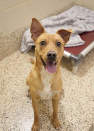 Enlarge Ronin 45164, a Adoptable mixed breed in Aiken, SC image 3/3