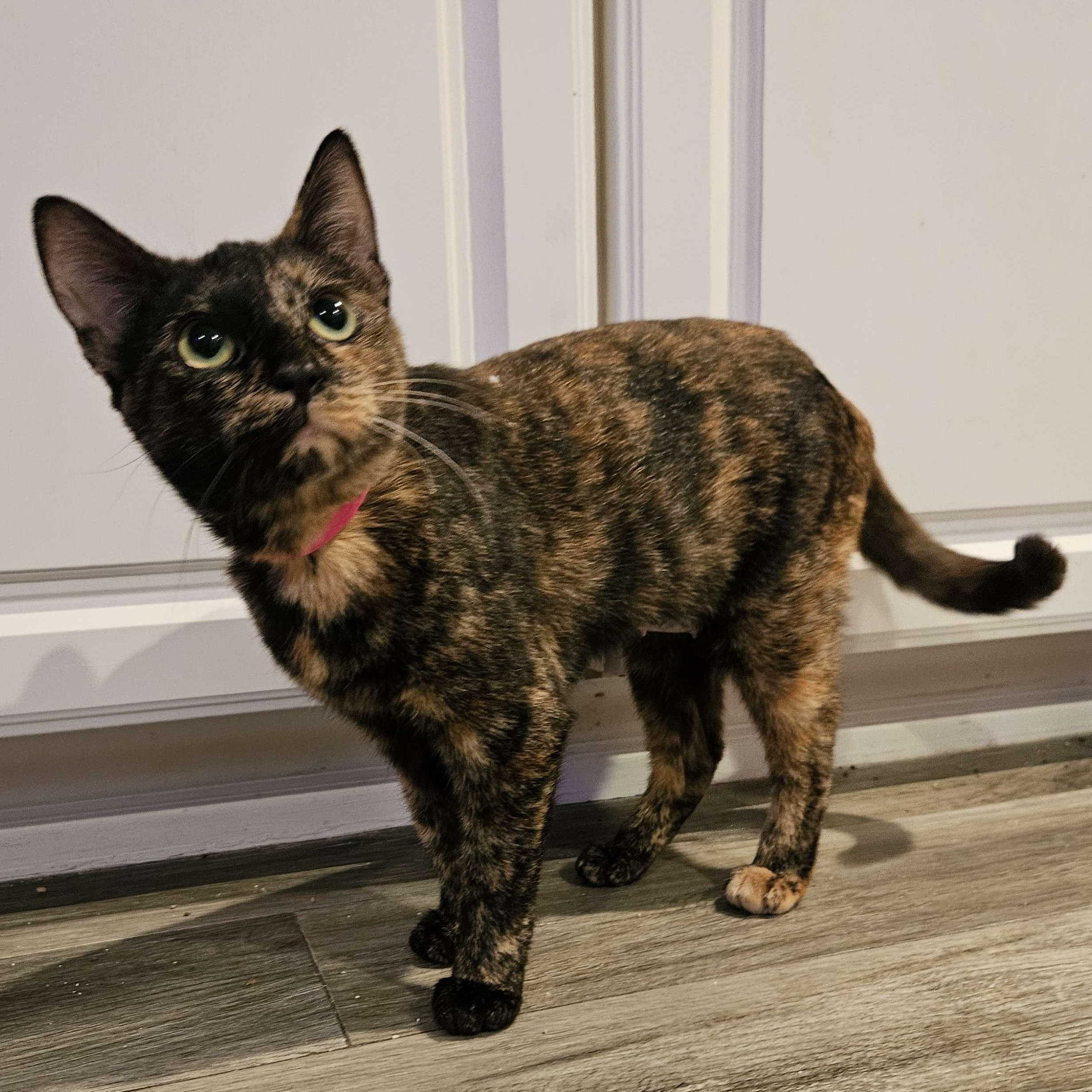 Enlarge Dot, a ADOPTABLE Domestic Short Hair in Rancho Santa Margarita, CA image 4/6