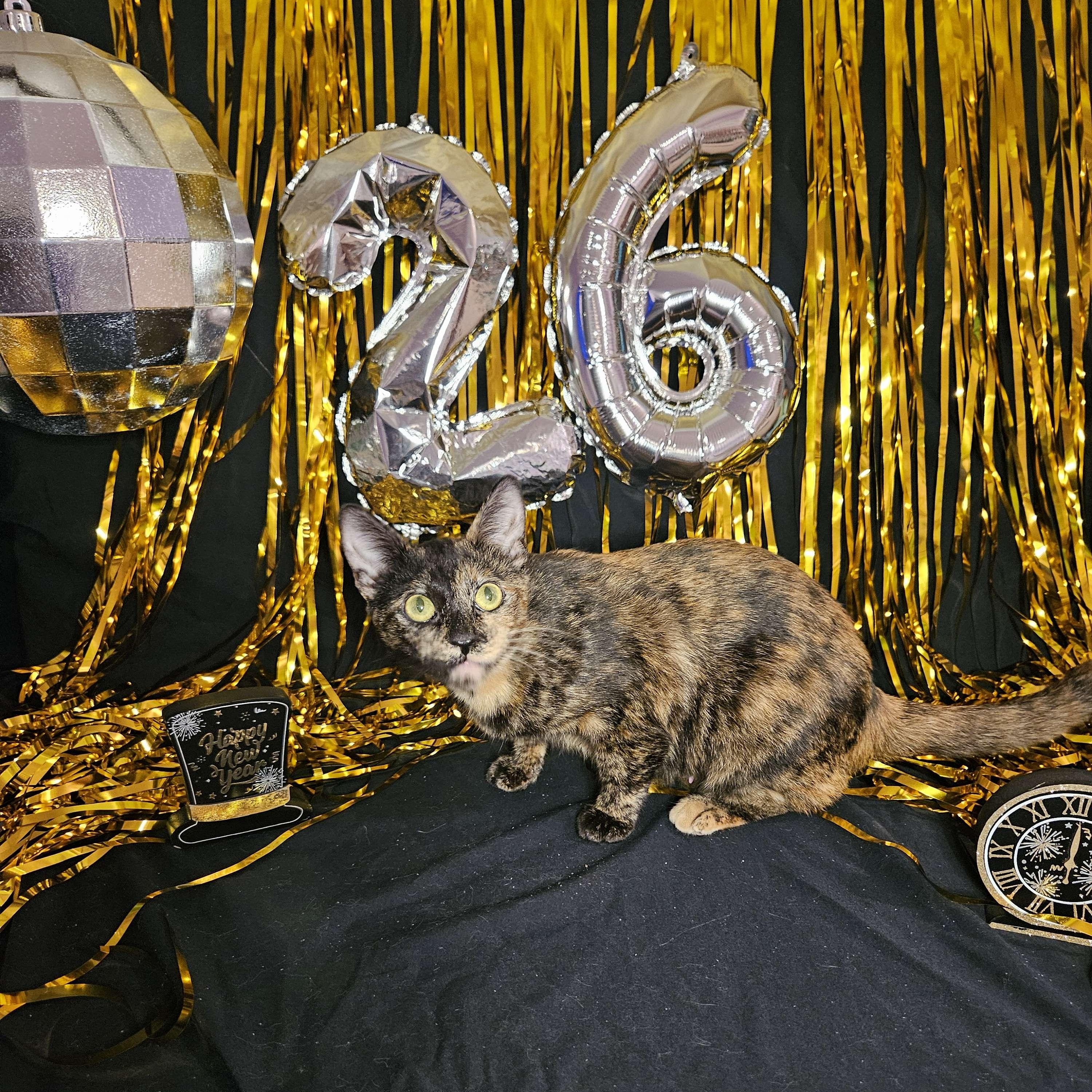 Enlarge Dot, a ADOPTABLE Domestic Short Hair in Rancho Santa Margarita, CA image 2/6