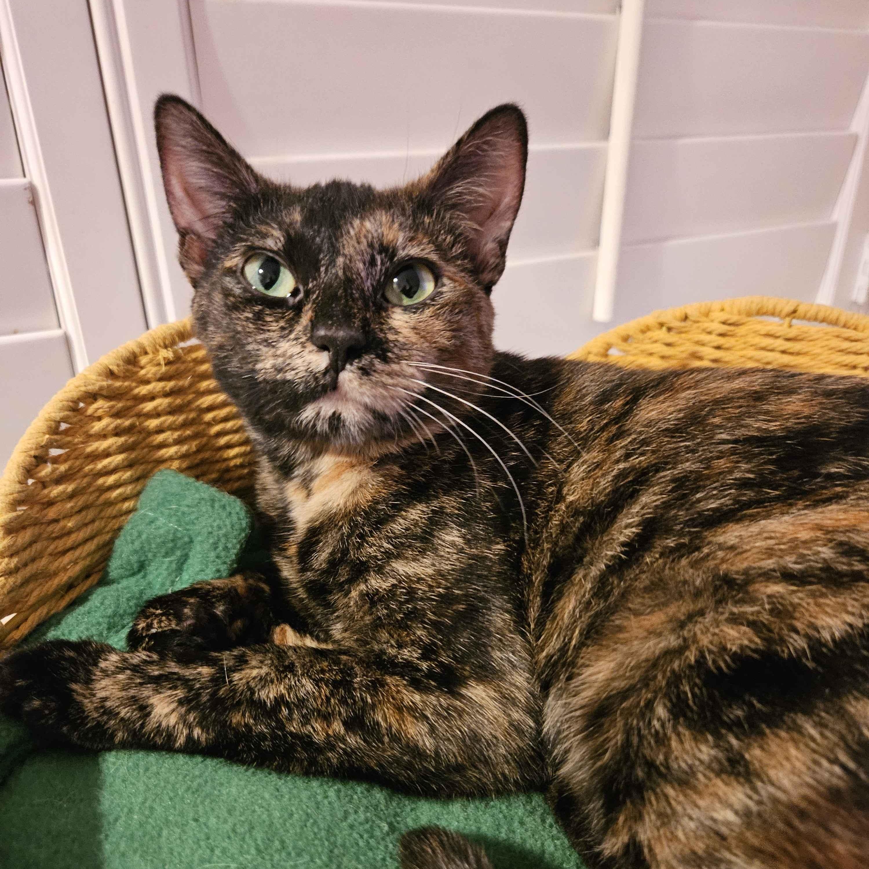 Dot, ADOPTABLE, Adult Female Domestic Short Hair.