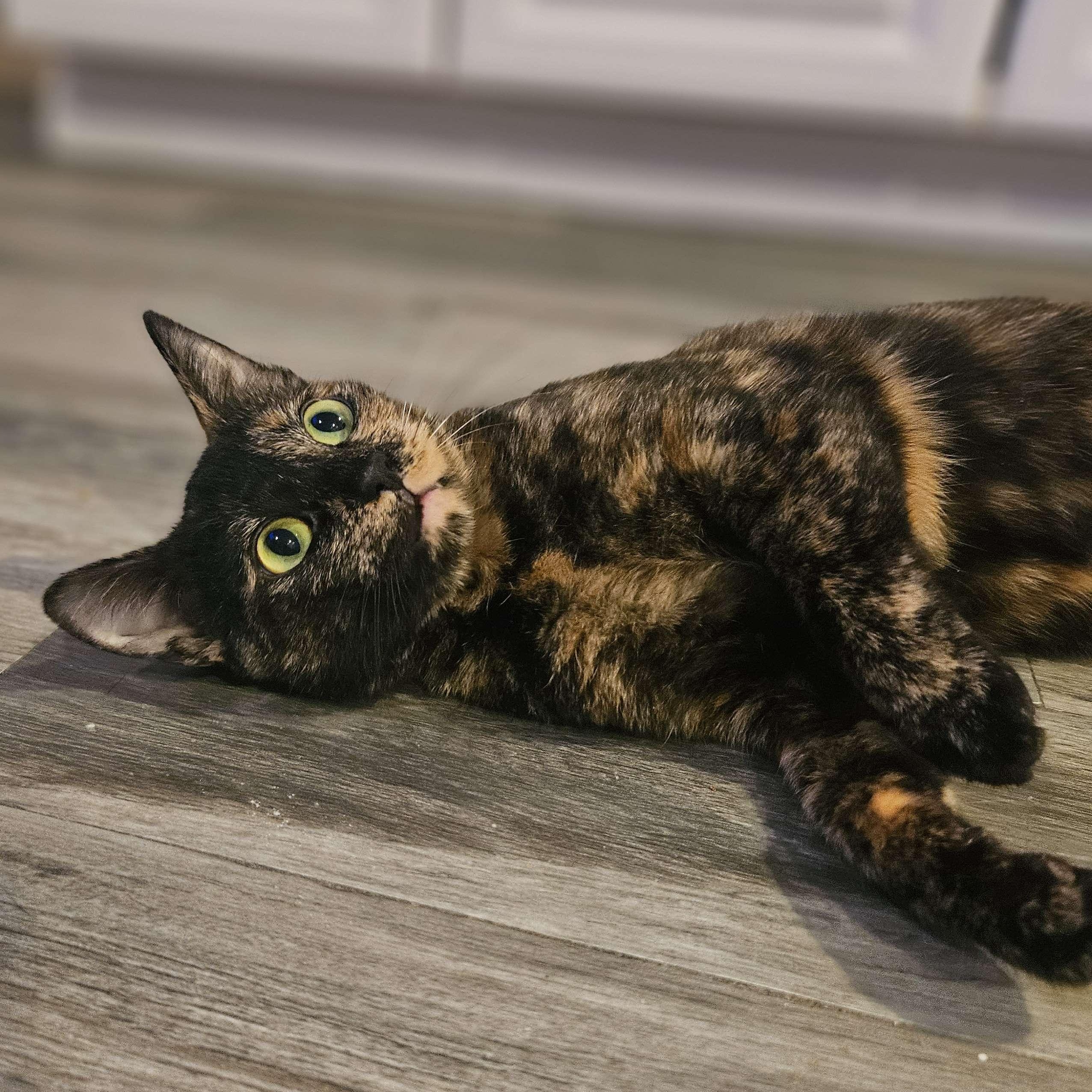 Enlarge Dot, a ADOPTABLE Domestic Short Hair in Rancho Santa Margarita, CA image 5/6