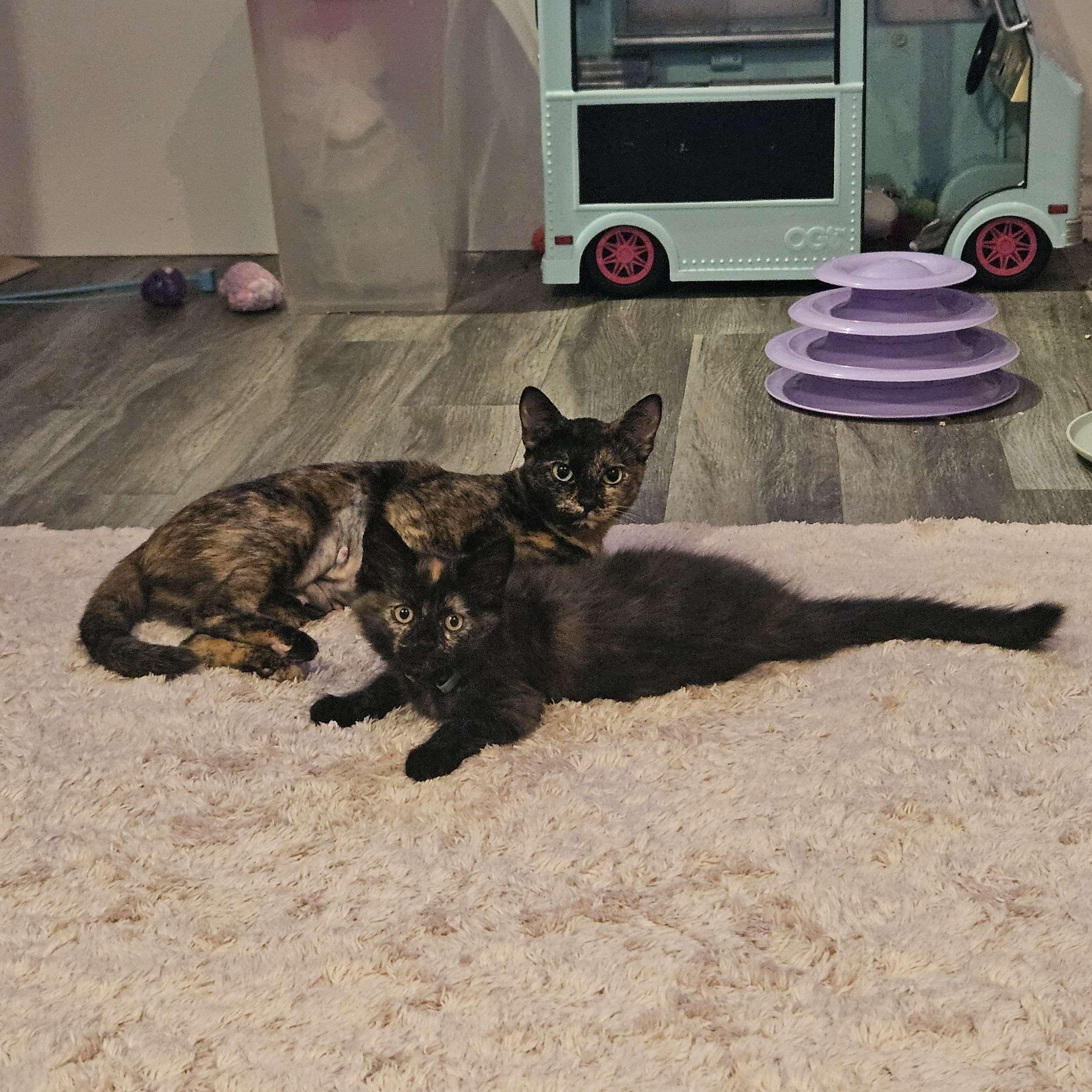 Enlarge Dot, a ADOPTABLE Domestic Short Hair in Rancho Santa Margarita, CA image 6/6