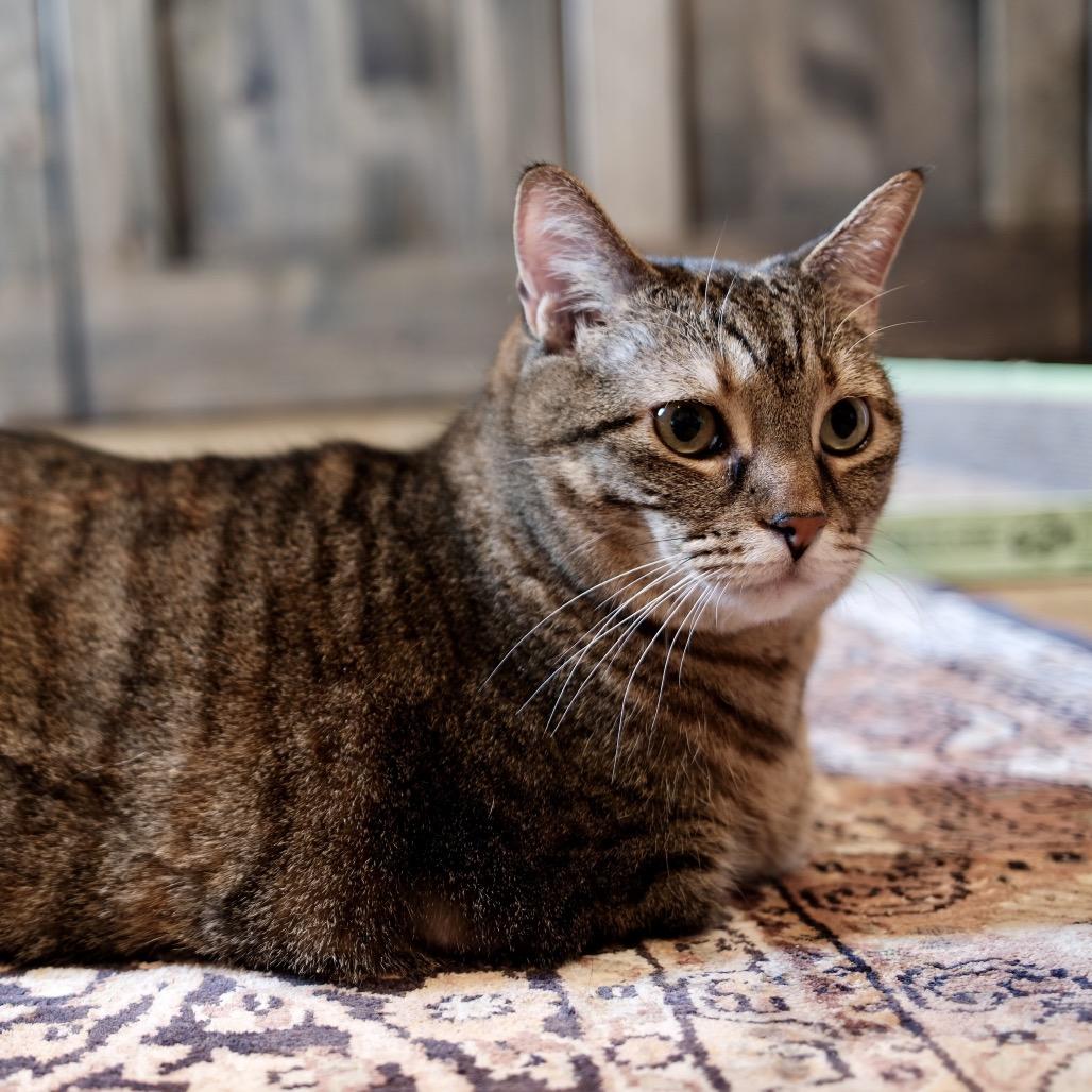 Jazzy, Adoptable, Senior Female Domestic Short Hair.