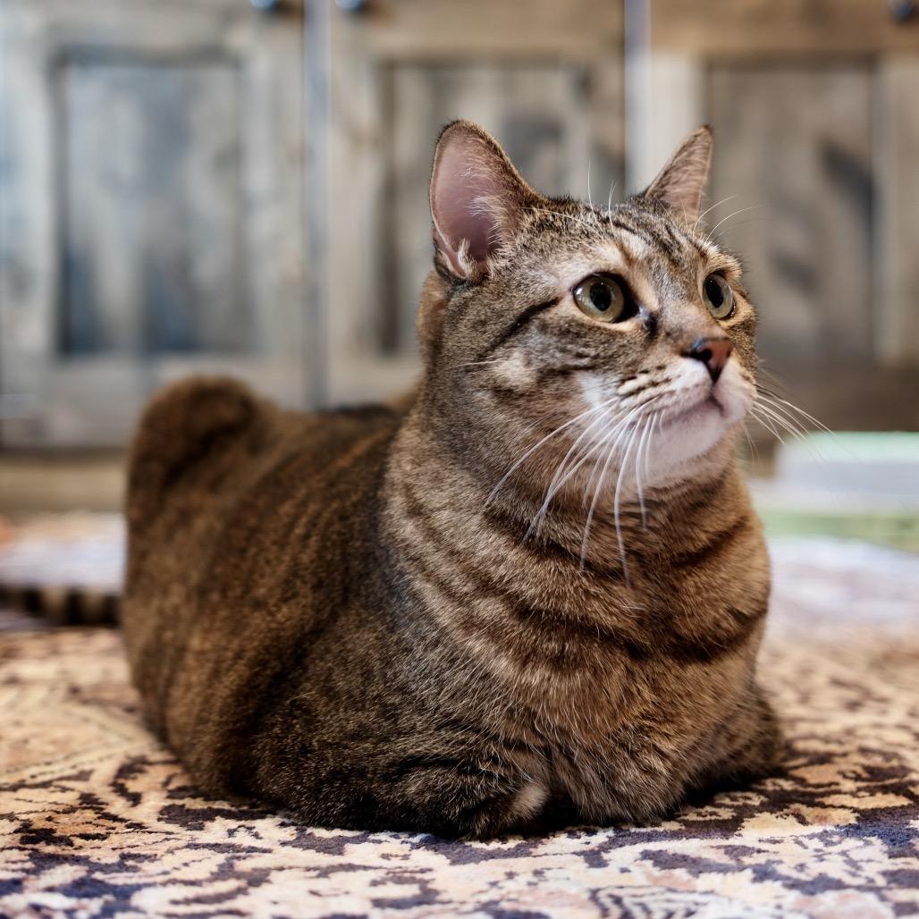 Enlarge Jazzy, a Adoptable Domestic Short Hair in Bountiful, UT image 2/6