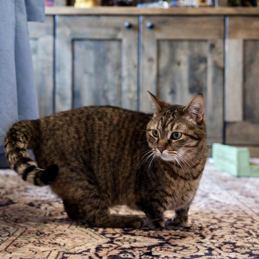 Enlarge Jazzy, a Adoptable Domestic Short Hair in Bountiful, UT image 3/6