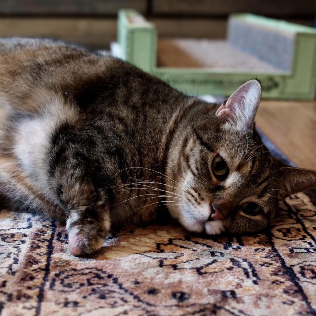 Enlarge Jazzy, a Adoptable Domestic Short Hair in Bountiful, UT image 4/6