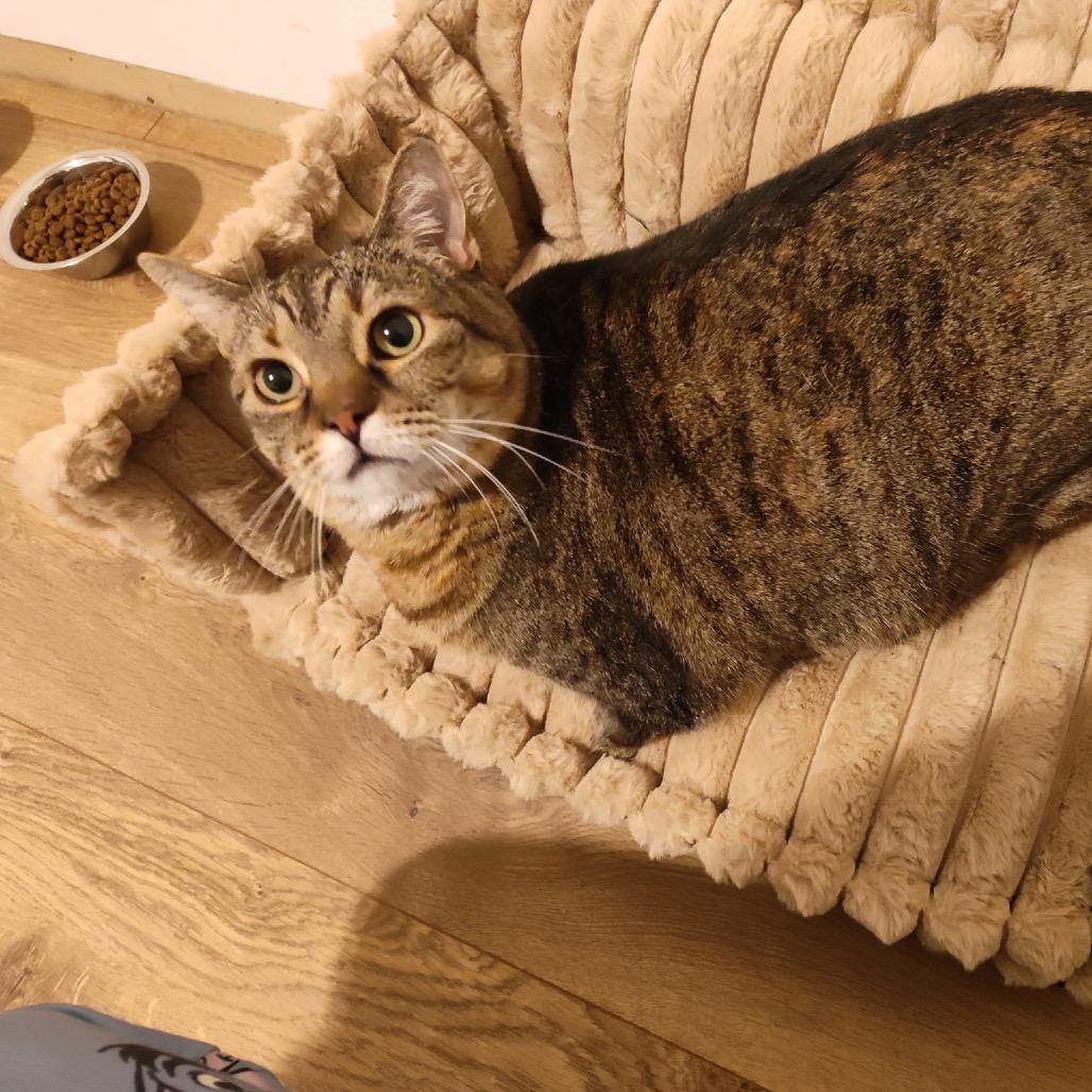 Enlarge Jazzy, a Adoptable Domestic Short Hair in Bountiful, UT image 5/6