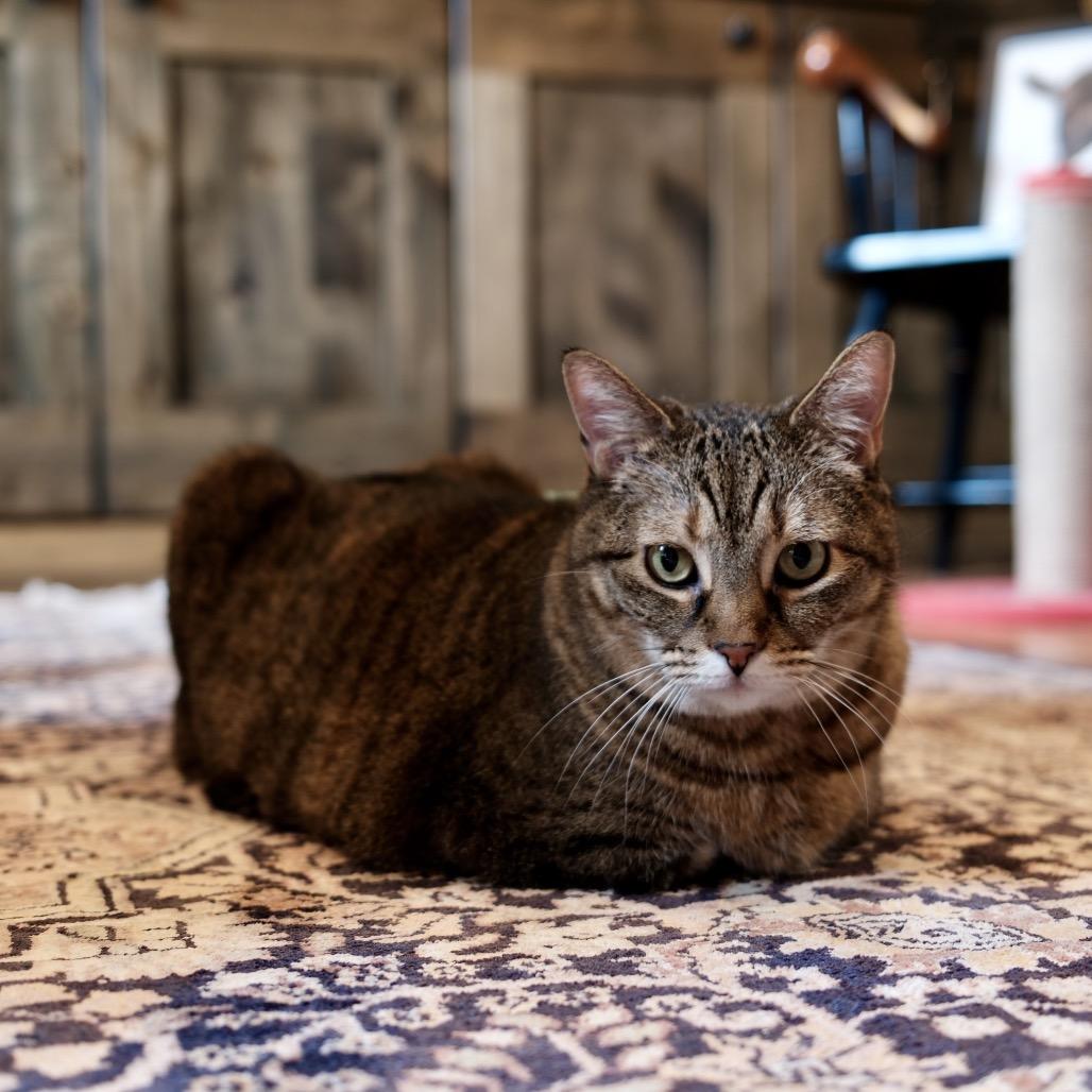 Enlarge Jazzy, a Adoptable Domestic Short Hair in Bountiful, UT image 6/6