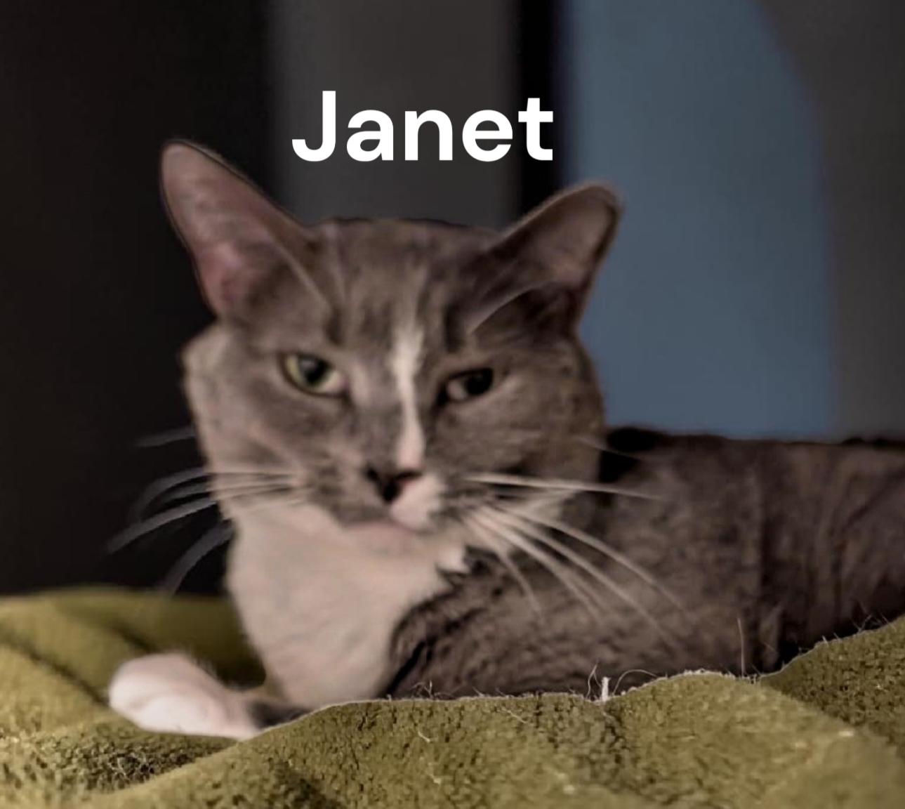 Enlarge Janet, a Adoptable Domestic Short Hair in Newport News, VA image 1/1
