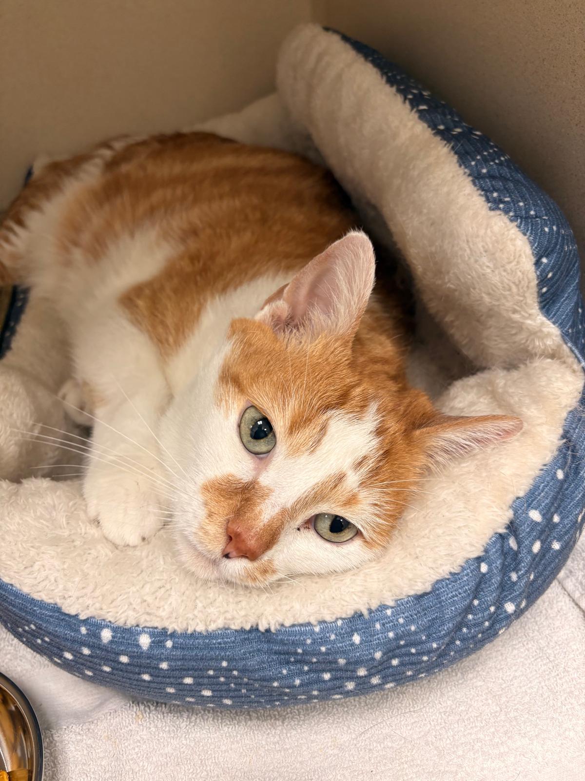 Enlarge Yoda, a ADOPTABLE Domestic Short Hair in Hialeah, FL image 1/1