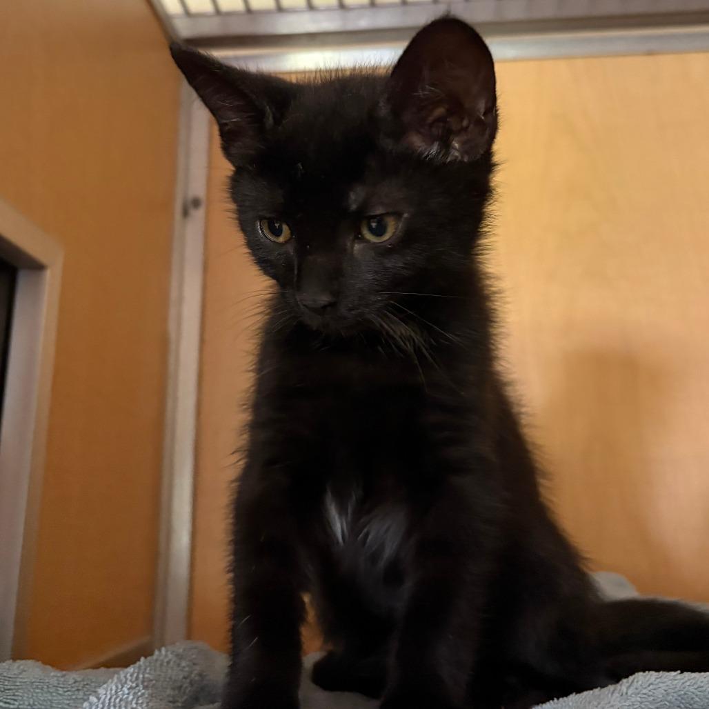 Bayou, Adoptable, Kitten Male Domestic Short Hair & Domestic Short Hair.