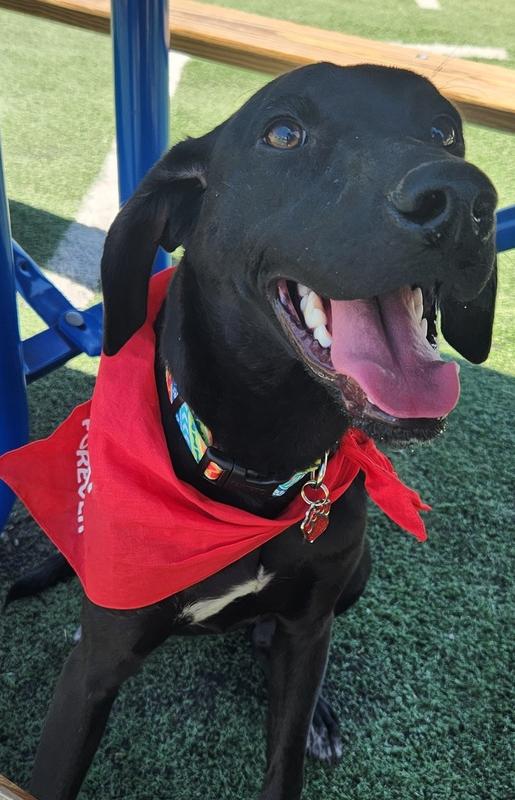 Enlarge Topaz, a Adoptable mixed breed in Shawnee, OK image 1/6