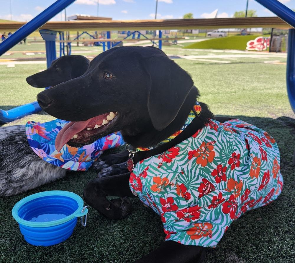 Enlarge Topaz, a Adoptable mixed breed in Shawnee, OK image 2/6