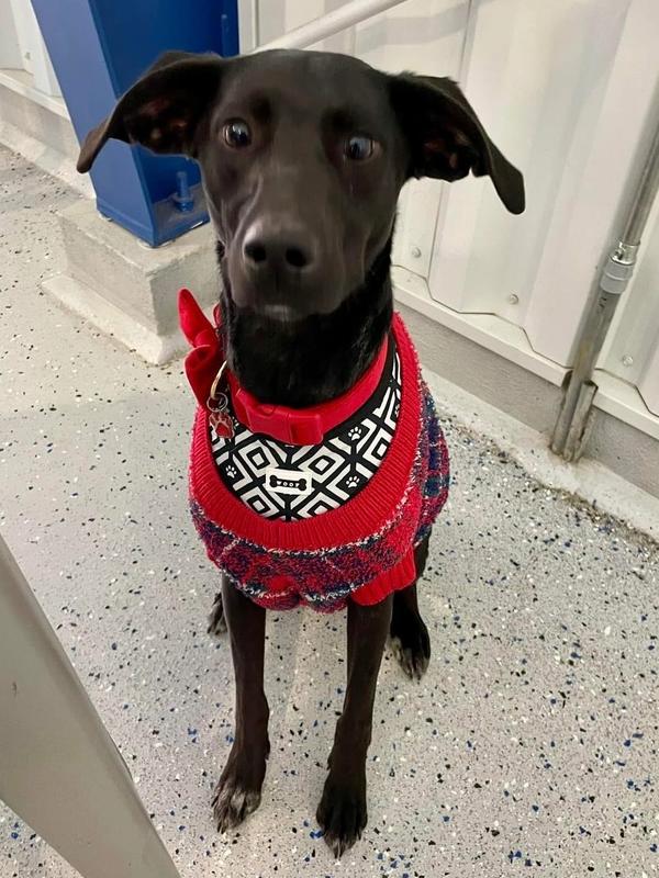 Enlarge Topaz, a Adoptable mixed breed in Shawnee, OK image 3/6