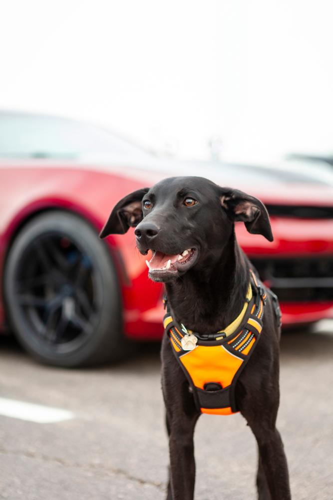 Enlarge Topaz, a Adoptable mixed breed in Shawnee, OK image 4/6